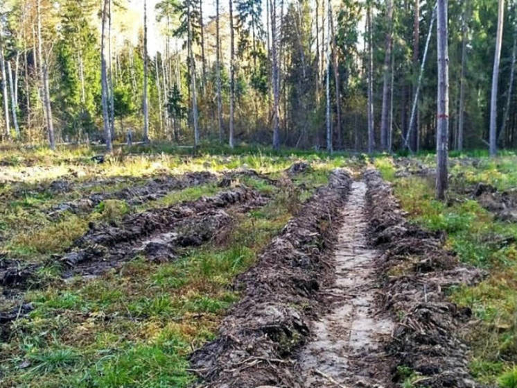 Началась природоохранная акция «Чистые леса Татарстана»