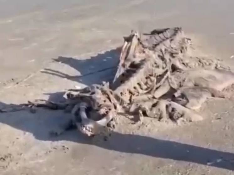 На побережье Сахалина нашли скелет неизвестного морского животного