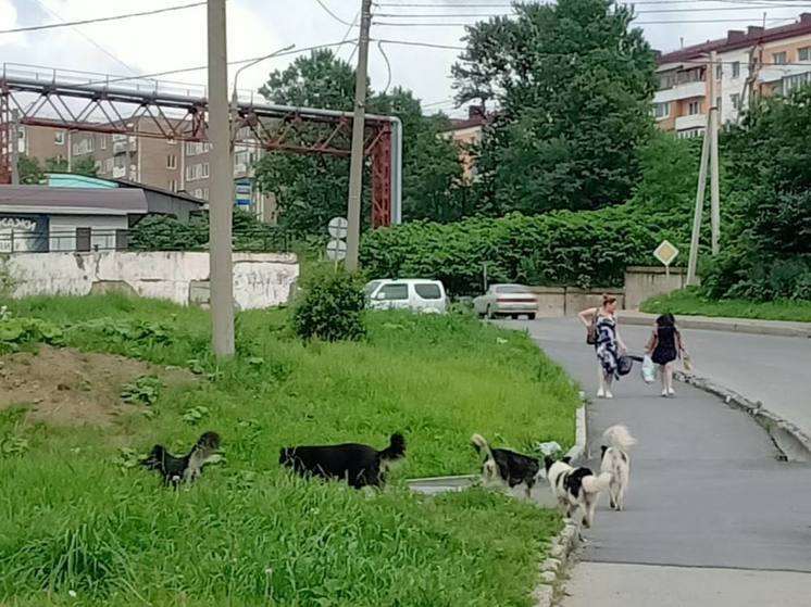  Стая бродячих собак устраивает «беспредел» в Холмске