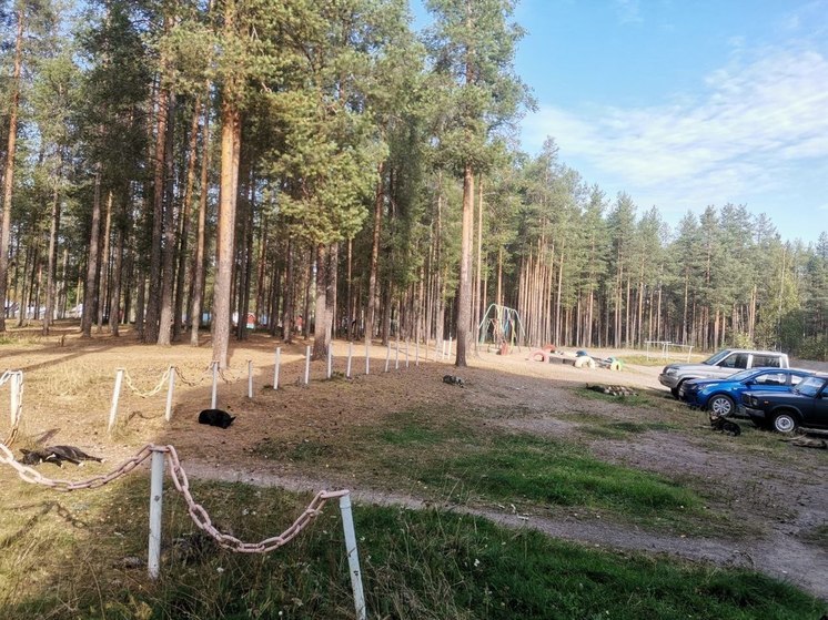 Собаки покусали двухлетнего ребенка у детской площадки в Пяозерском (18+)