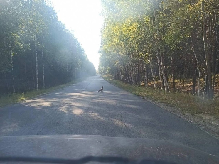 Во Владимирской области по дорогам гуляют глухари