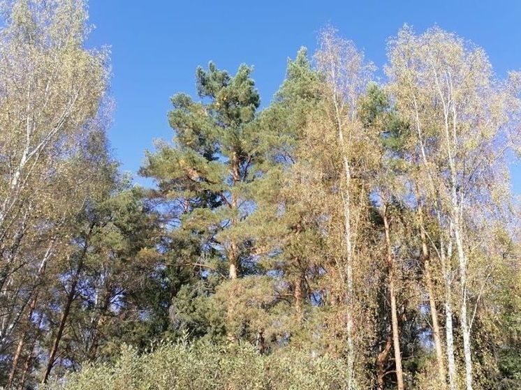 5-ый класс пожарной опасности ожидается в Егорьевском лесничестве