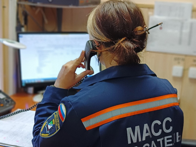 Новосибирские школьники спаслись от нападения агрессивных бродячих собак