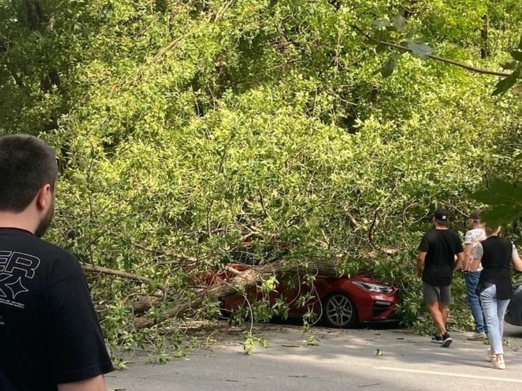 В Ростове на Измаильском дерево рухнуло на авто