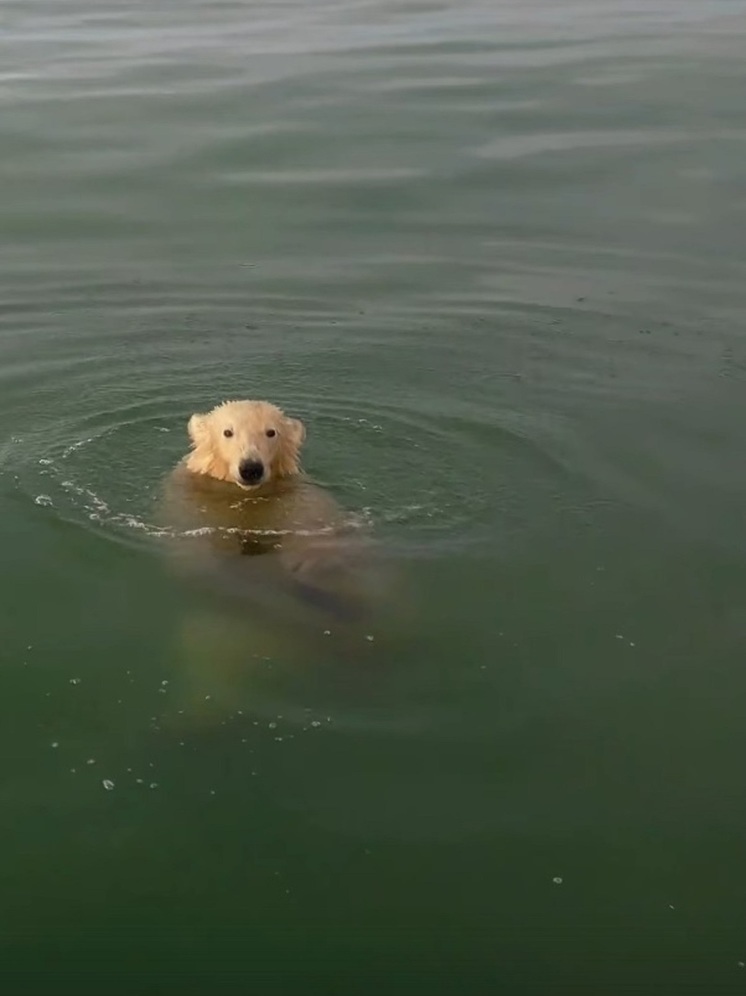 Наслаждающегося морем белого медведя сняли на видео в ЯНАО