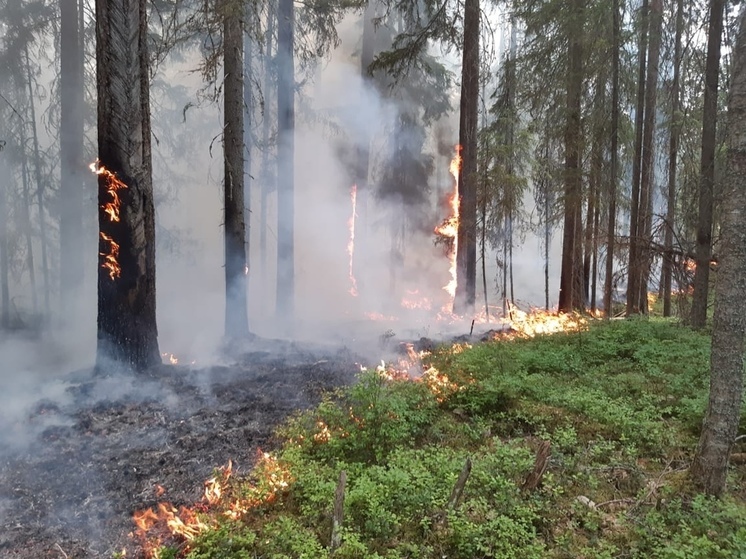 Высокий класс пожарной опасности установился на Вологодчине