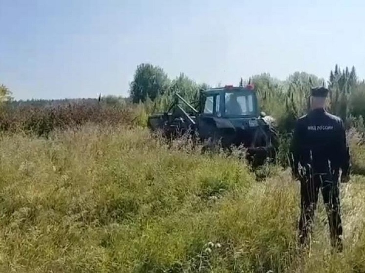 Плантацию конопли на заброшенной ферме обнаружили в Свердловской области