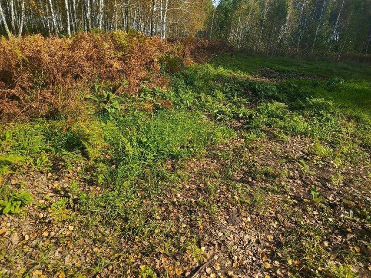 В Томской области убрали незаконную свалку вблизи лыжной базы