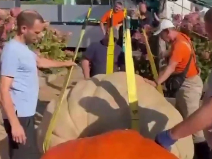 Рекордно большую тыкву весом 817 кг вырастил житель Подмосковья