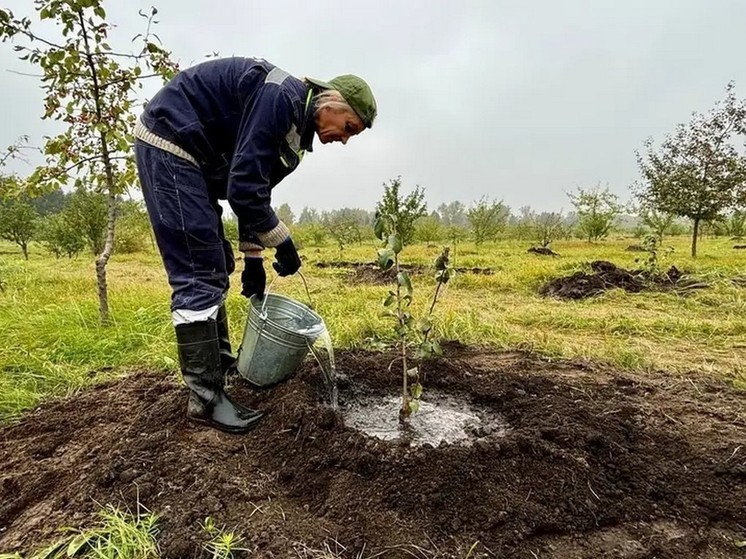 На острове Татышев в Красноярске высадят новые деревья взамен уничтоженных