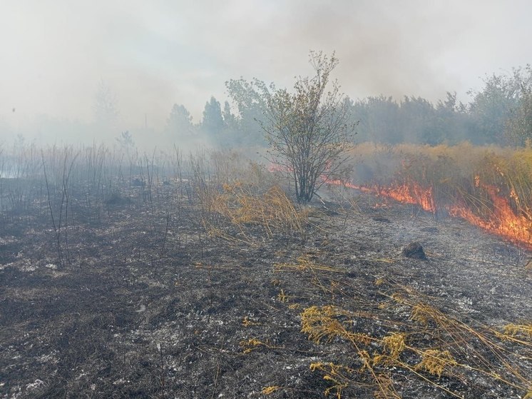 В СНТ «Сокол» под Липецком огонь с травы и деревьев едва не перекинулся на дома
