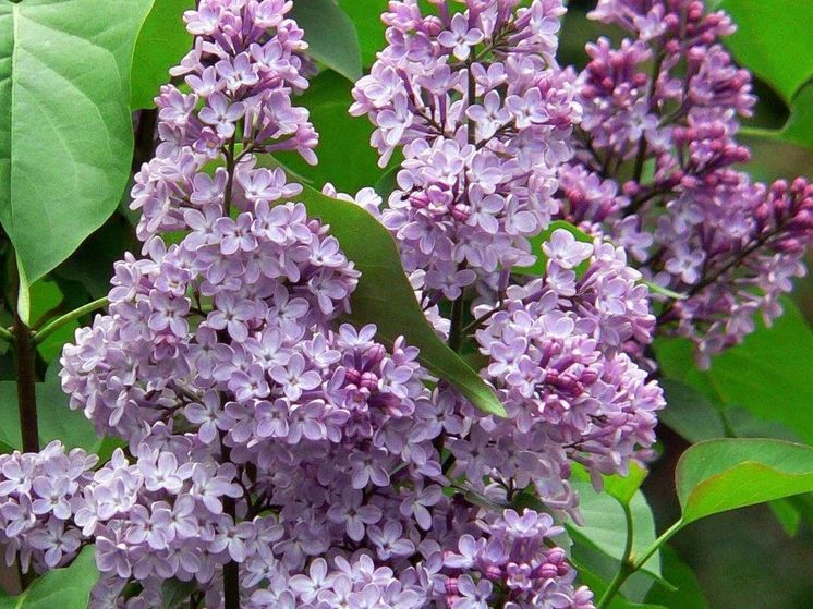 Сирень зацвела в сентябре в Подмосковье