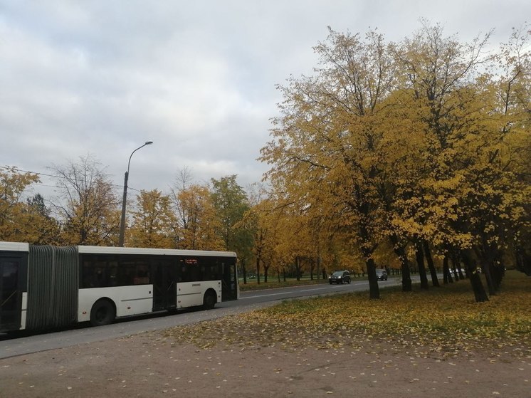 В минприроды Калининградской области планируют высадить «тысячи саженцев»