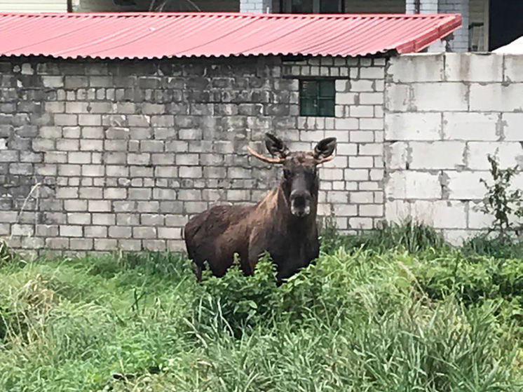 В районе поселка на Куршской косе к людям вышел молодой лось