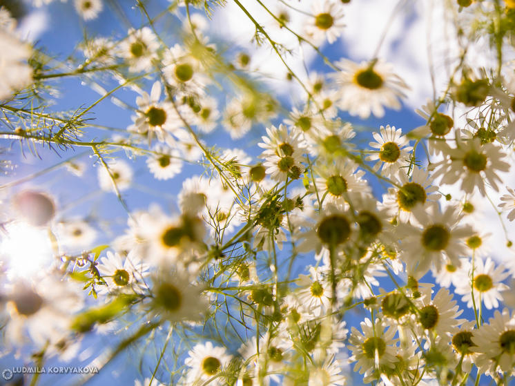 В Петрозаводске на прошлой неделе были побиты пять температурных рекордов