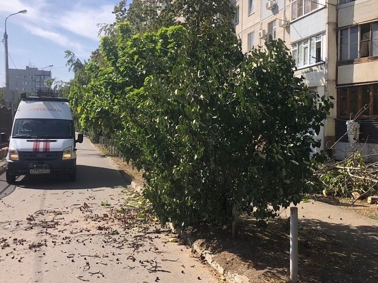 В Краснодаре из-за сильного ветра дерево упало на автомобиль