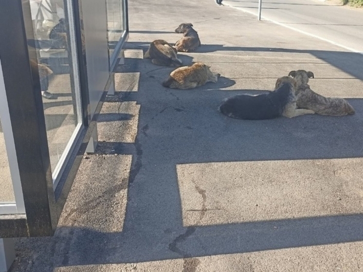 В Оренбурге собаки напали на школьника