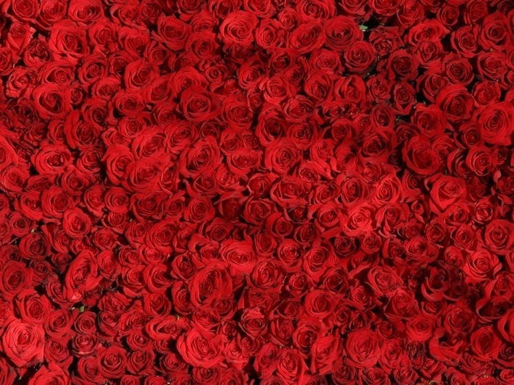 Зараженные трипсом импортные розы не прошли контроль в Смоленской области