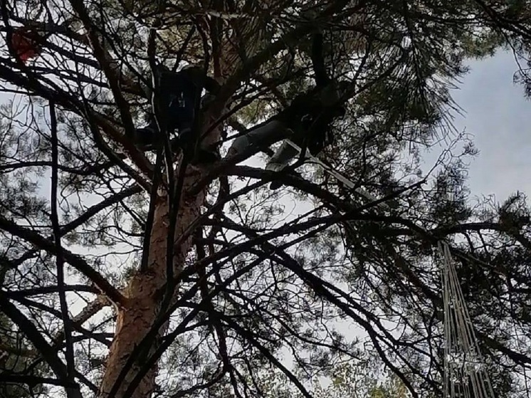 В Барнауле после прыжка с парашютом женщина застряла на верхушке сосны