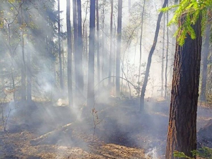 В лесах Павлово-Посадского округа вспыхнули 2 пожара за сутки