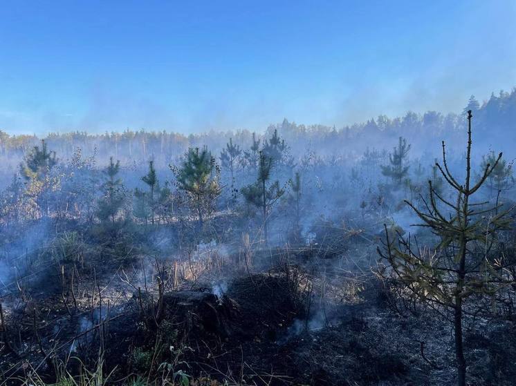 В Орехово-Зуевском округе вспыхнул пожар в лесу у поселка Фокино