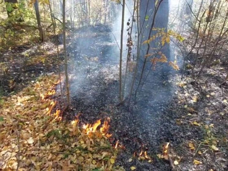 В 500 м от города Ступино лесной пожар тушили более 9 часов