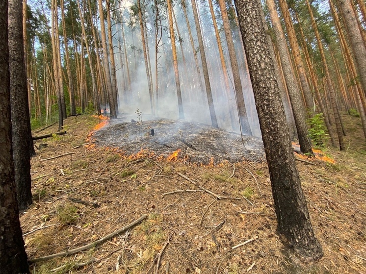 В Кузнецком районе потушили лесной пожар