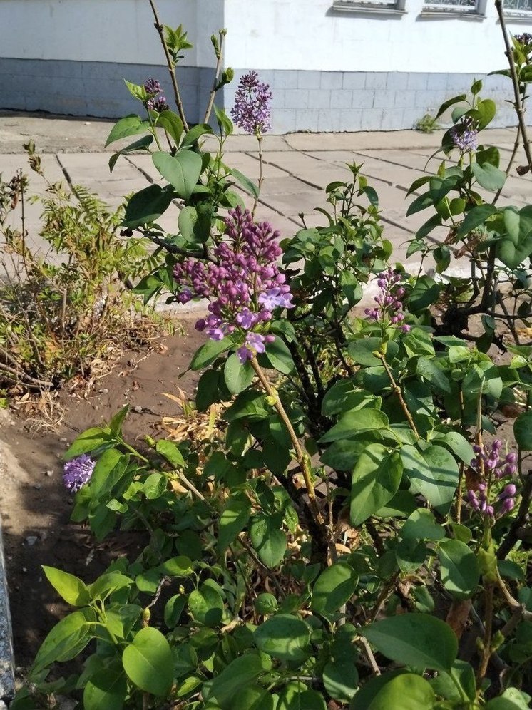В прифронтовой Новой Каховке в сентябре расцвела сирень