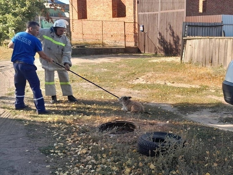 В Ростовской области спасатели вытащили собаку из трехметрового водопроводного люка