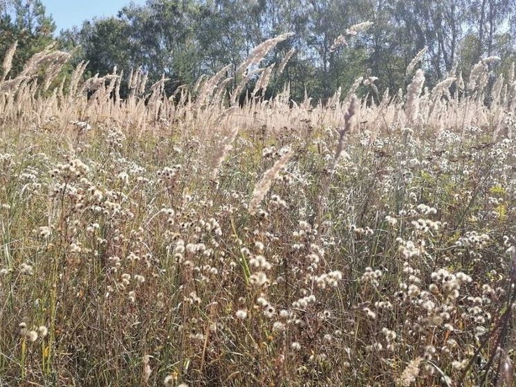 В ночь на понедельник в Подмосковье вероятны заморозки