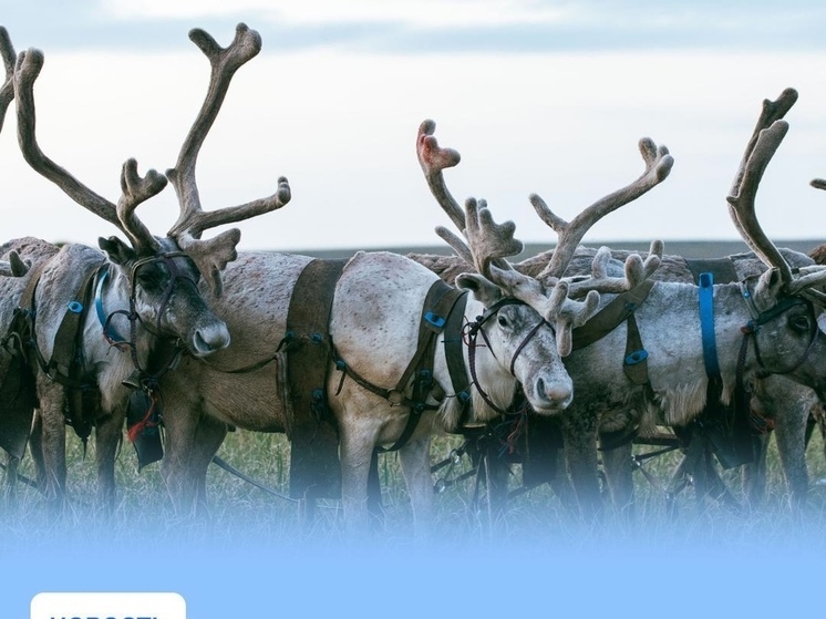 Доходы оленеводческих хозяйств НАО в 2023 году составили более полумиллиарда рублей