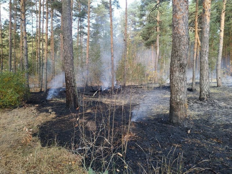 Лесной пожар сегодня вспыхнул в округе Ступино