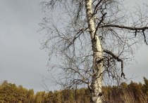 Дожди пройдут ночью 19 сентября на юге и западе Забайкальского края, а днем ветер усилится до 20 м/сек