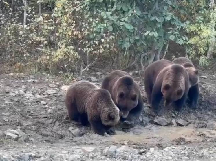 В Поронайске рассыпавшаяся из самосвала рыба стала приманкой для медведей