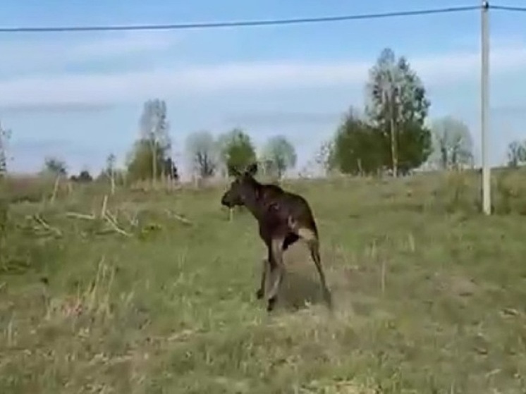 В Ярославле опять заметили лося