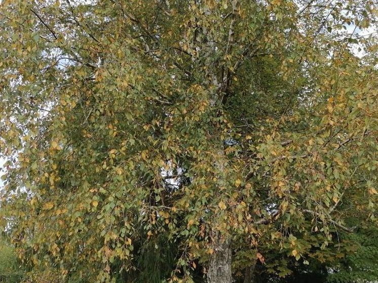 Дожди в Подмосковье ожидаются в последние выходные сентября