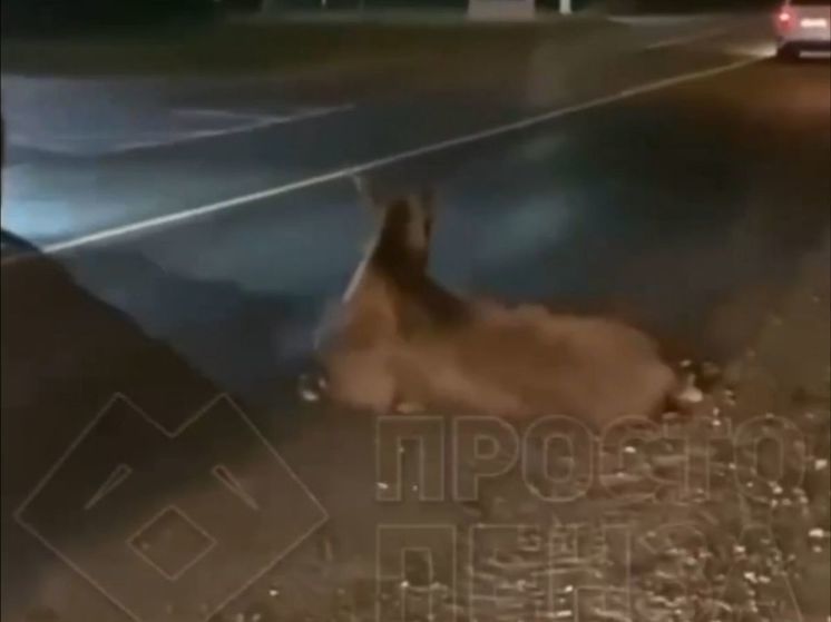 В Пензенской области произошло ДТП с участием лося