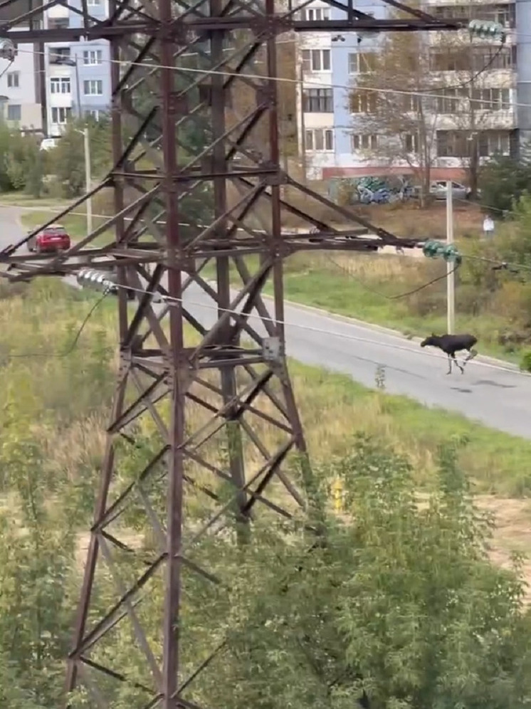 В Ярославле лось пришел купаться в пруд жилого района