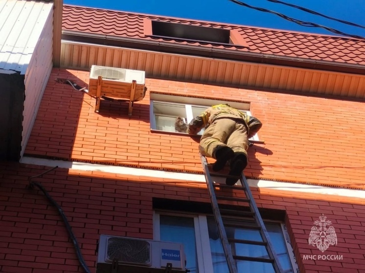В Ростове спасли кота, застрявшего в оконном проеме