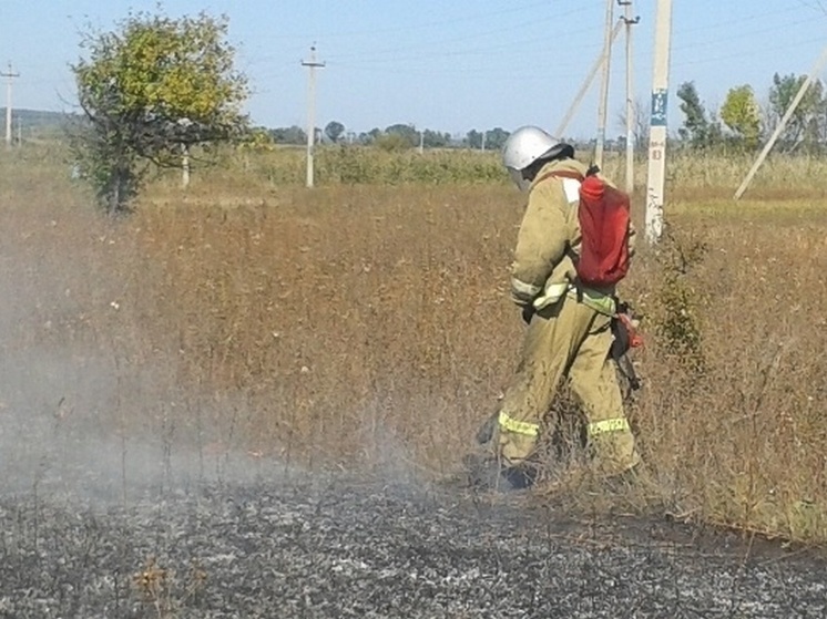 В Медовке под Воронежем загорелась трава на 4 гектарах