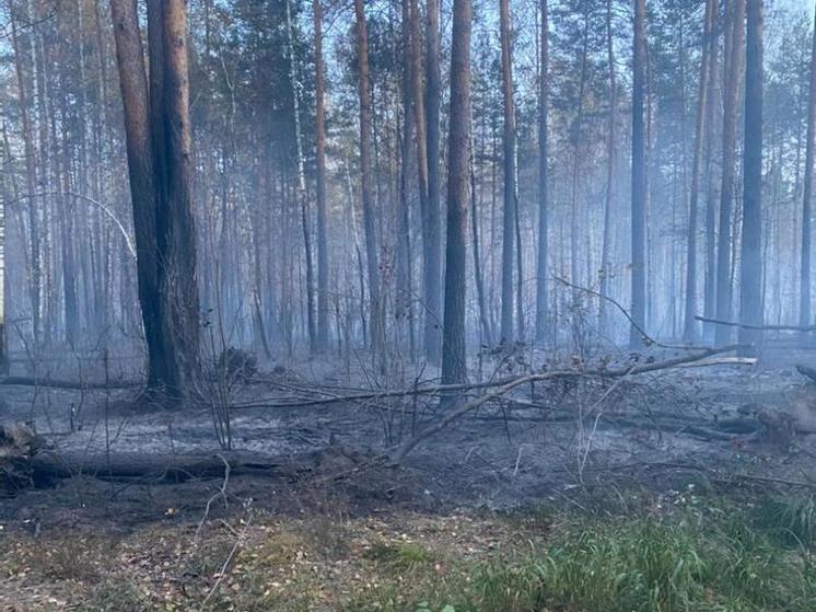 В Пензенской области произошел лесной пожар