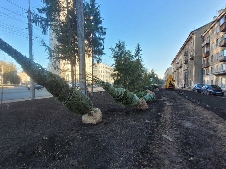 На проспекте Дзержинского в Новосибирске высаживают трехметровые московские ели