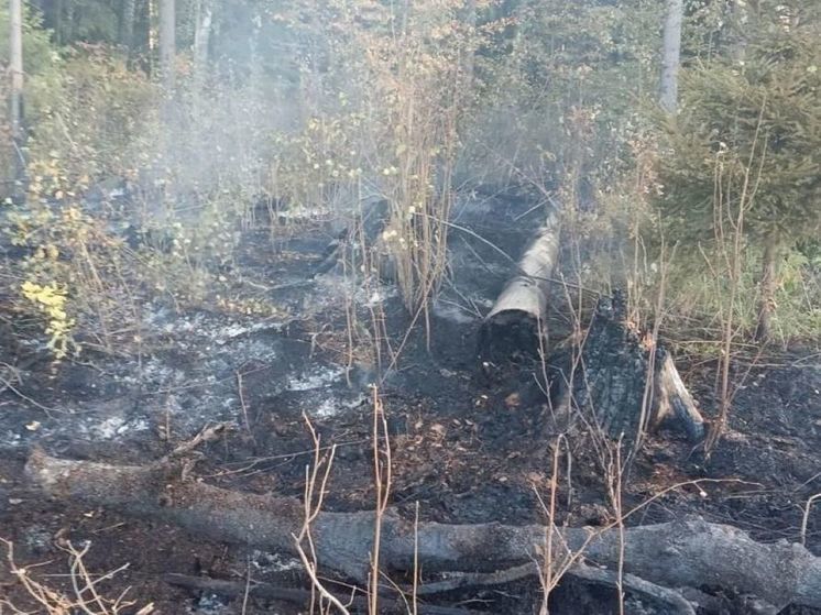 В Раменском разыскивают виновных в торфяном пожаре