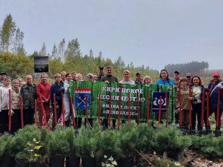 В Киришском районе высадили более 6 тысяч сеянцев сосны