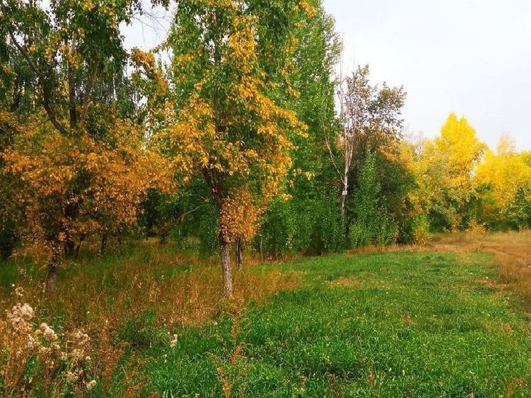 Южный ветер принесет теплую погоду в Алтайский край 22 сентября