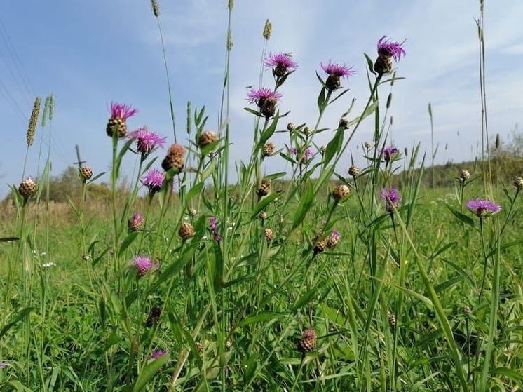 Метеорологическая и астрономическая: двойная осень в Подмосковье