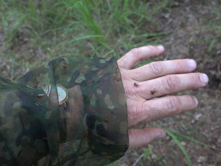 Оленьи кровососки снова активничают в лесах Ленобласти