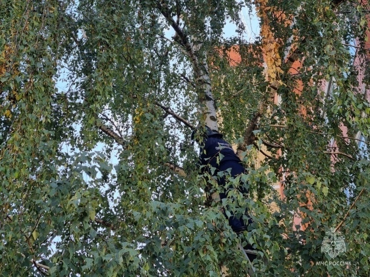 Просидевшую трое суток на дереве кошку удалось снять орловским спасателям