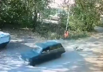 Хозяйка забрала питомца домой
