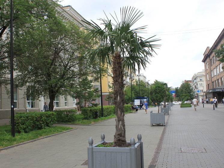 В Красноярск привезли новые пальмы и туи